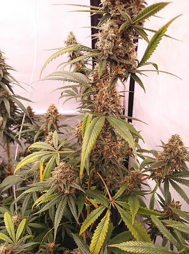 Growreport Bild 28