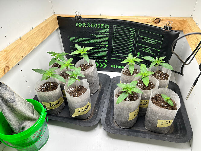 Sechs junge Cannabis-Sämlinge in kleinen Anzuchttöpfen, beschriftet mit 'Zoap' und 'CD', stehen in einer Growbox auf einer Heizmatte.