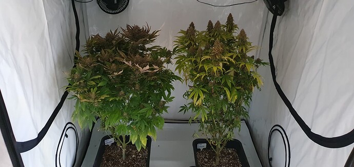 Growreport Bild 1