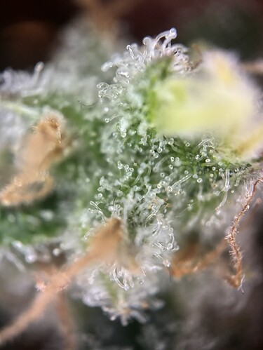 Growreport Bild 73