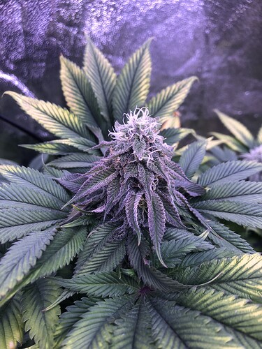 Growreport Bild 2