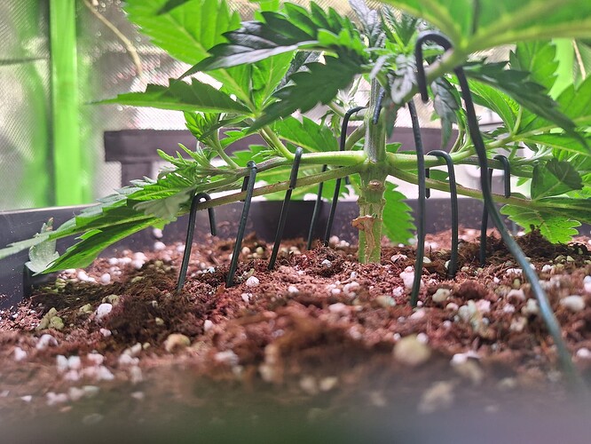 Growreport Bild 9