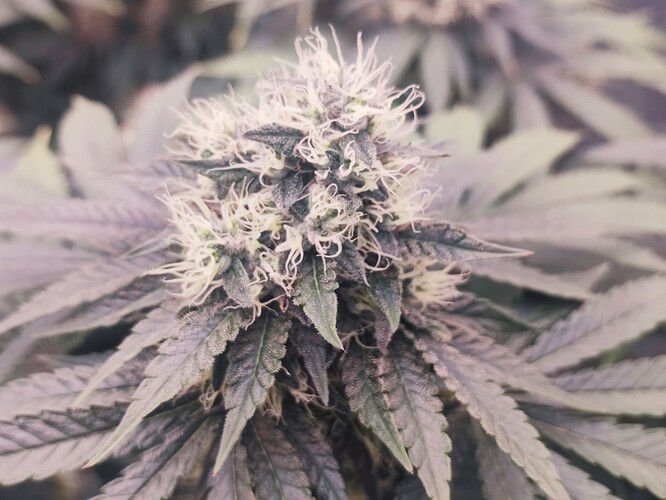 Growreport Bild 7