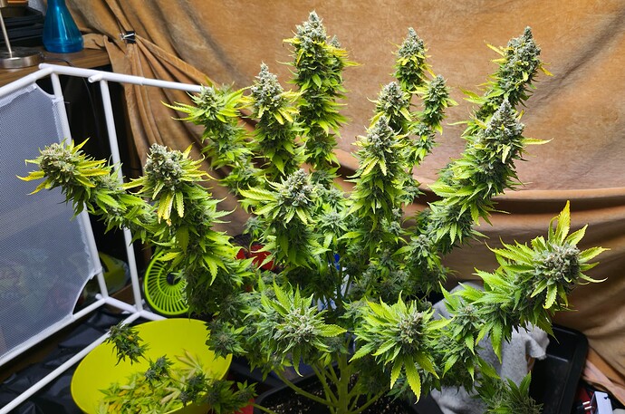 Growreport Bild 1