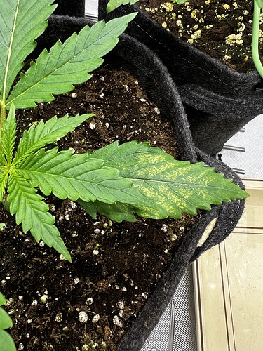 Growreport Bild 17