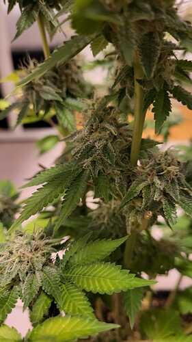 Growreport Bild 23