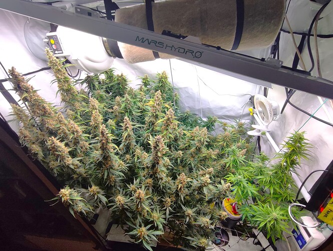 Growreport Bild 36