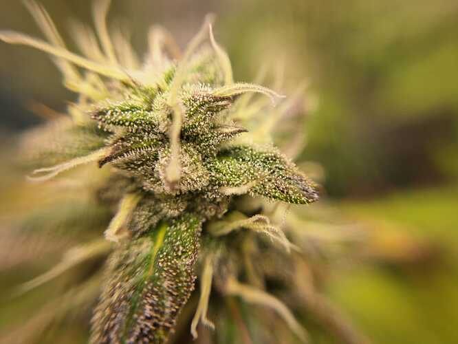 Growreport Bild 4