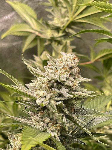 Growreport Bild 10