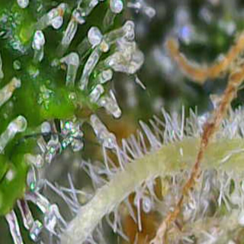 Growreport Bild 7
