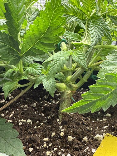 Growreport Bild 5
