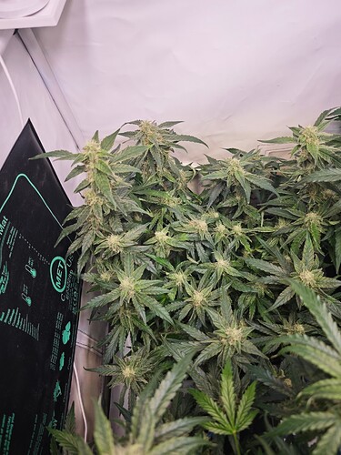 MVIMG_20251107_163554