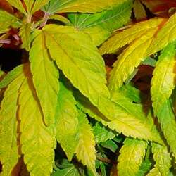 Symptoms of Nitrogen