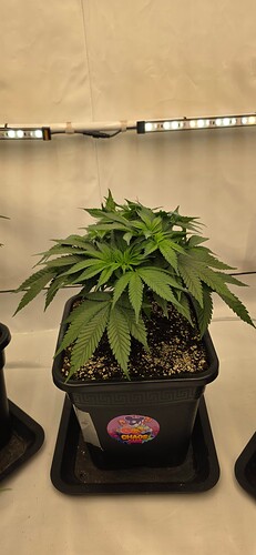 Growreport Bild 18