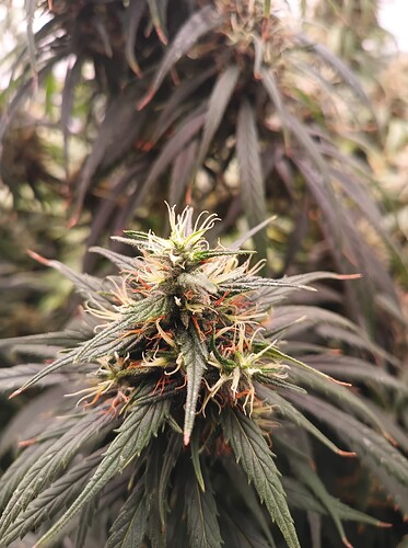 Growreport Bild 20