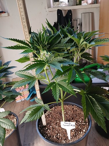 Growreport Bild 5
