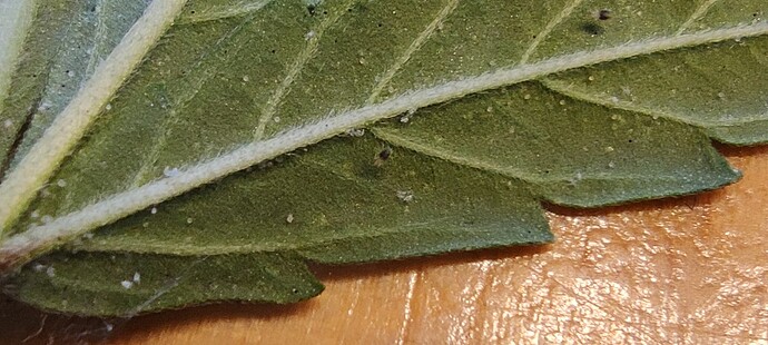 Growreport Bild 8