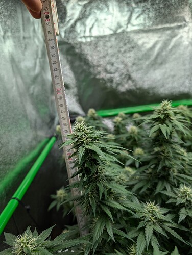 Growreport Bild 8