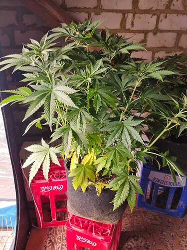 Eine Cannabis-Pflanze in einem schwarzen Stofftopf, der auf roten Coca-Cola-Kisten steht. Die Pflanze hat mehrere grüne und einige gelbe Blätter. Im Hintergrund ist eine Ziegelwand und eine blaue Kiste mit der Aufschrift "GEROLSTEINER" zu sehen.