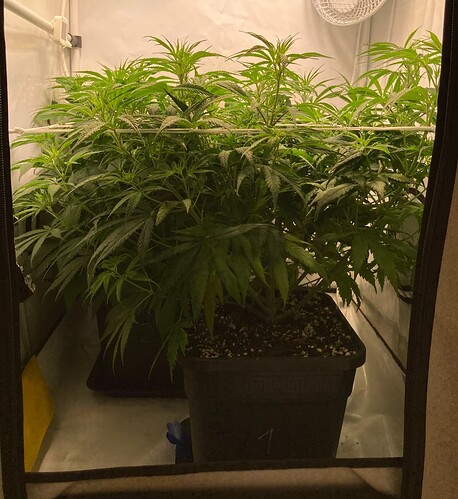 Growreport Bild 6