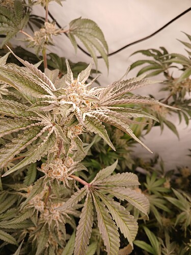 Growreport Bild 10
