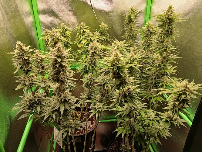 Growreport Bild 24