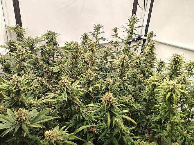 Growreport Bild 64
