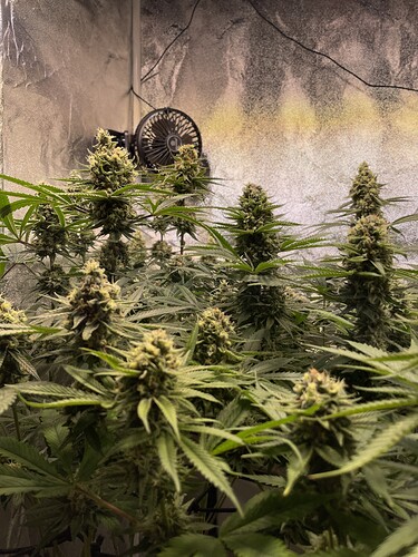 Growreport Bild 5