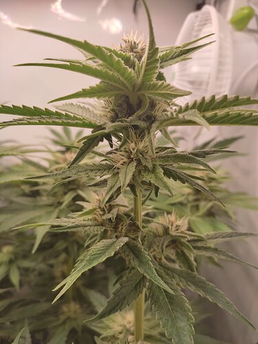 Growreport Bild 28
