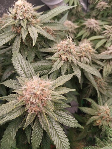 IMG_20250303_162432 - Kopie