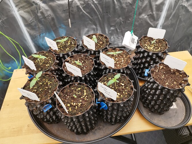 Growreport Bild 4