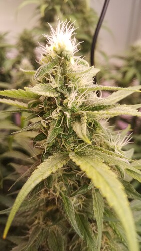 Growreport Bild 16