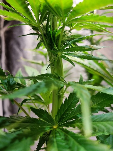 Nahaufnahme des Stiels einer jungen Cannabispflanze mit mehreren Verzweigungen und beginnenden Blütenansätzen.