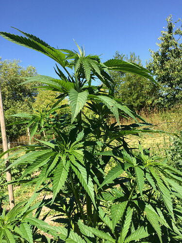 Grow26_0711_07