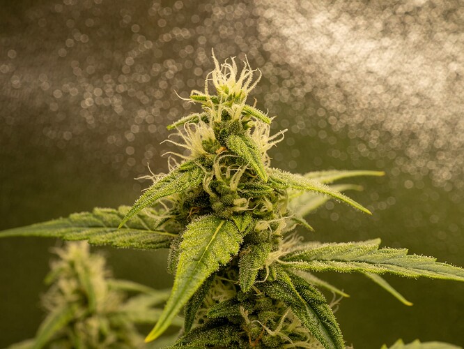 Growreport Bild 12