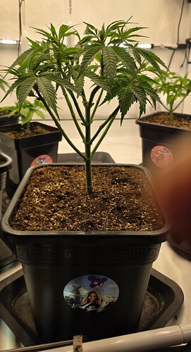 Growreport Bild 5