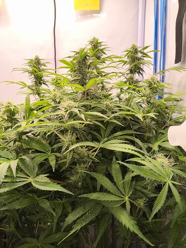 Growreport Bild 9