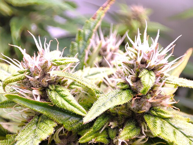 Growreport Bild 71