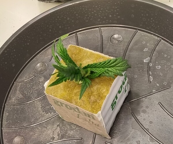 Growreport Bild 9