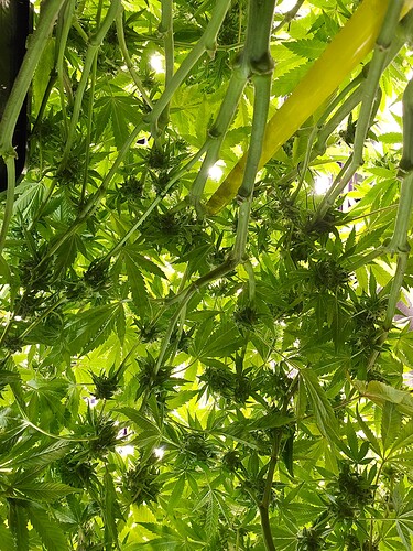 Growreport Bild 6