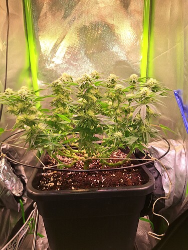 Growreport Bild 10
