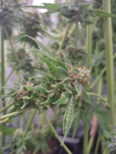 Growreport Bild 43