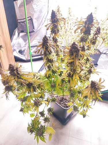 Growreport Bild 124