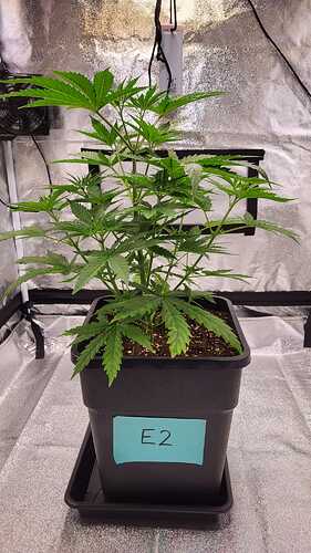Growreport Bild 8