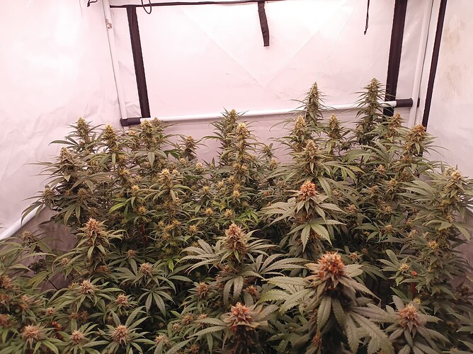 Growreport Bild 26