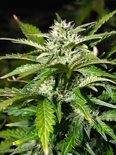 Growreport Bild 5