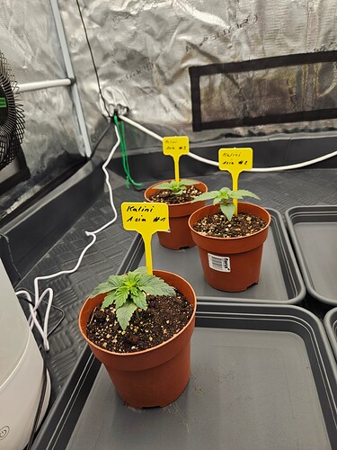 Growreport Bild 3