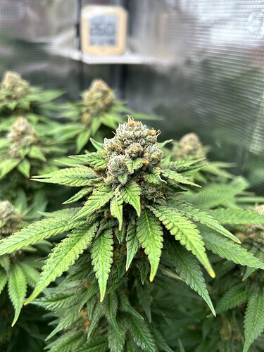 Nahaufnahme eines blühenden Cannabis-Buds in einem Grow-Zelt mit einem Hygrometer im Hintergrund.