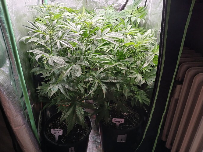 Growreport Bild 1