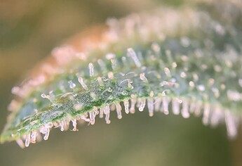 Growreport Bild 3